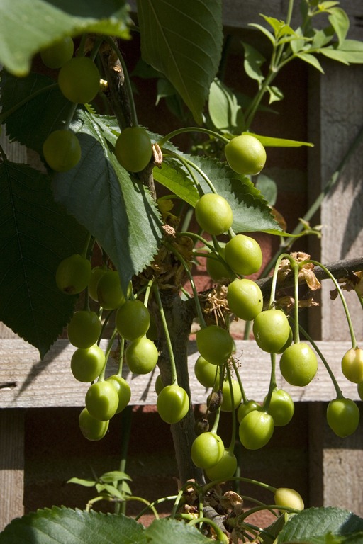 [Ivy-Cottage0156.jpg]