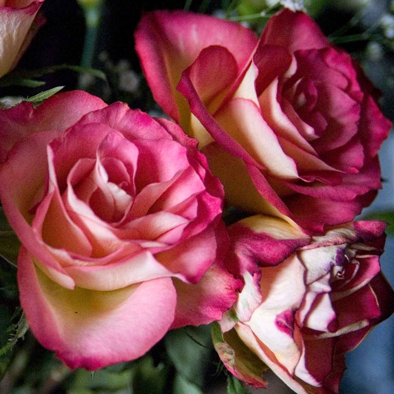 [rose-4[3].jpg]