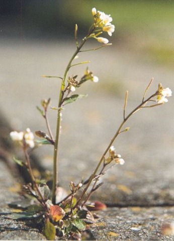 [Arabidopsis_thaliana[3].jpg]
