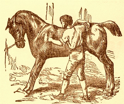 The_Horse_and_Groom