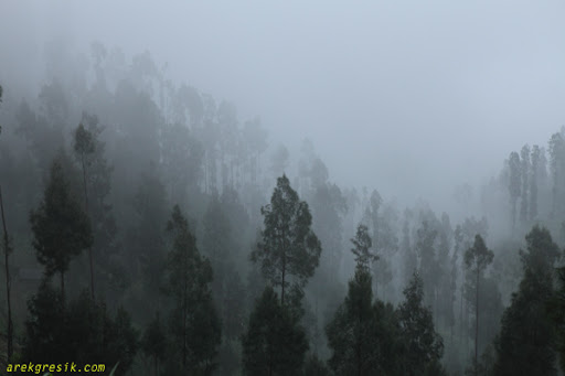 Kabut