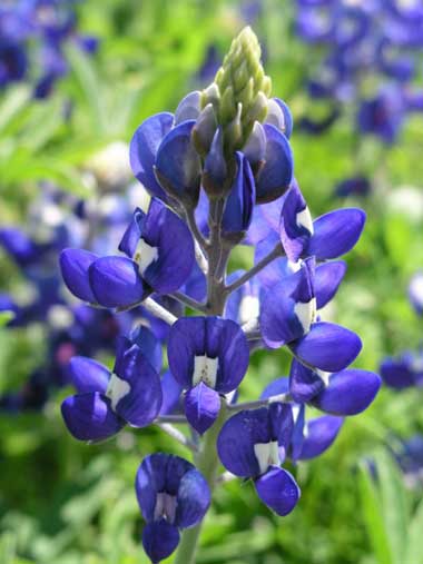 Hoa Dại ở Texas Bluebonnet_1_380