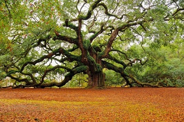 [tree,beautiful,nature,usa,natureza,plantas-d2f51b382ccdf98952e1b13c22764c3c_h[1] Angel Oak, South Carolina, by MarkRegs[3].jpg]