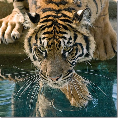 animal,nature,tiger-bbc82432ba98595c14d9ebed871f6abf_h[1] Melati  pixelmasseuse  lurvely.com