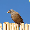 House Bunting
