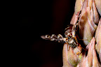 Canon MP-E 1-5x 65mm Macro Lens