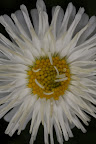Canon MP-E 1-5x 65mm Macro Lens