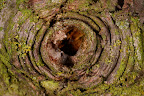 Canon MP-E 1-5x 65mm Macro Lens
