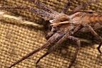 Canon MP-E 1-5x 65mm Macro Lens
