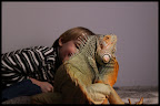 My pet green iguana, called "Žvėris" (Beast).