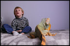 My pet green iguana, called "Žvėris" (Beast).
