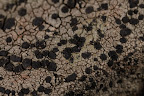 Canon MP-E 1-5x 65mm Macro Lens, shot at 5x, part of rock
