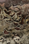 Canon MP-E 1-5x 65mm Macro Lens, shot at 5x