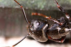 3x life size Ant shot f2.8