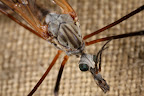 Canon MP-E 1-5x 65mm Macro Lens