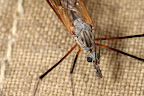 Canon MP-E 1-5x 65mm Macro Lens