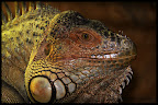 My pet green iguana, called "Žvėris" (Beast).