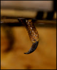 Finger nail
