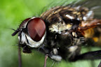 Canon MP-E 1-5x 65mm Macro Lens