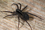 Spider, about 1 cm in size