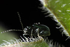 Bug from another dimension