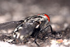 Big gray fly with orange eyes