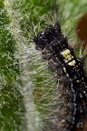 Canon MP-E 1-5x 65mm Macro Lens