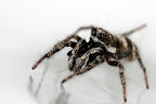 Various shots done with MP-E 1-5x 65mm Macro lens.