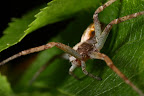 Various shots done with MP-E 1-5x 65mm Macro lens.