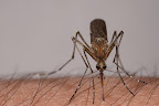 Various shots done with MP-E 1-5x 65mm Macro lens.