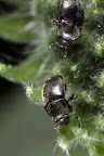 Various shots done with MP-E 1-5x 65mm Macro lens.