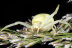Various shots done with MP-E 1-5x 65mm Macro lens.