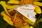 Various shots done with MP-E 1-5x 65mm Macro lens.