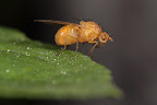 Various shots done with MP-E 1-5x 65mm Macro lens.