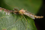 Various shots done with MP-E 1-5x 65mm Macro lens.