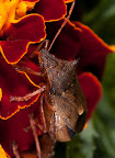 Various shots done with MP-E 1-5x 65mm Macro lens.