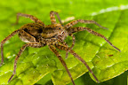 Various shots done with MP-E 1-5x 65mm Macro lens.