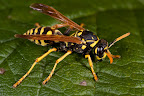 Various shots done with MP-E 1-5x 65mm Macro lens.