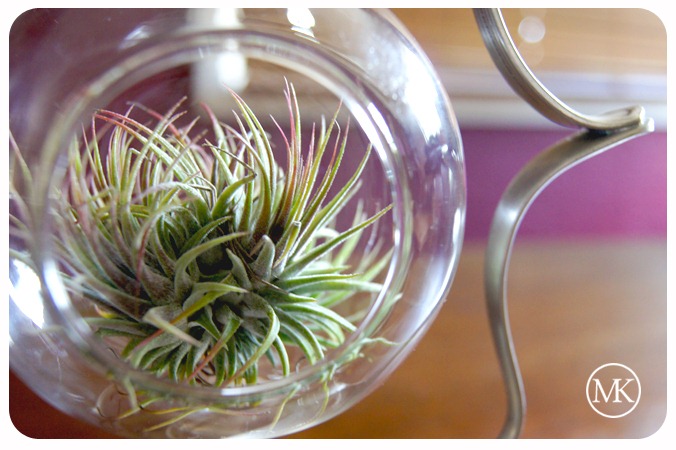 [Terrarium hanger 8[3].jpg]