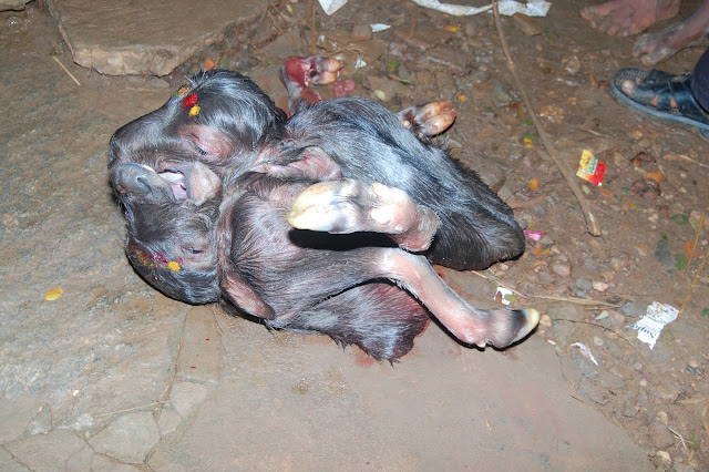 ಸಯಾಮೀಸ್ ಕರು