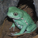 Waxy monkey frog