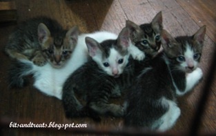 kitties, by bitsandtreats kitties, by bitsandtreats