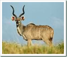 kudu