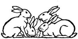 [rabbits[3].jpg]