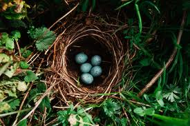 [thrush-eggs3.png]