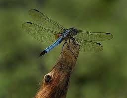 [dragonfly 2[5].jpg]