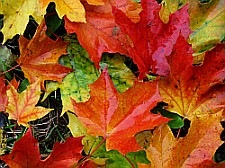 [autumn_leaves4.jpg]