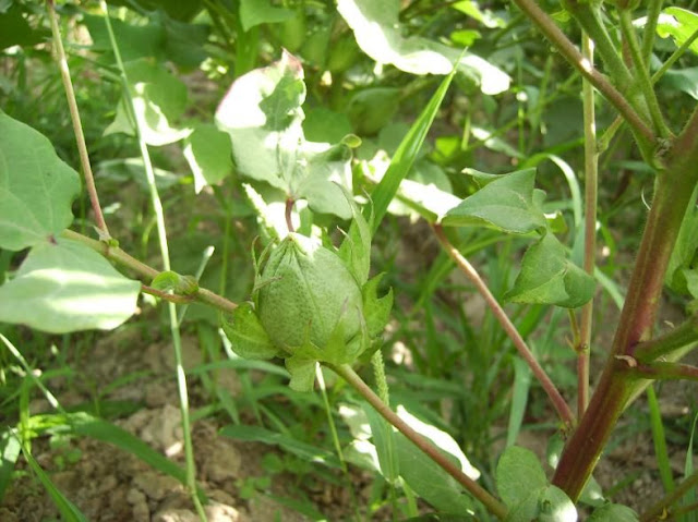 غوزه