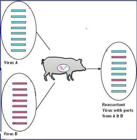 [Reassortant pig[8].jpg]