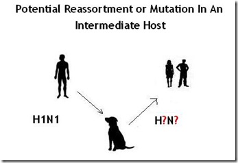 reassortment in a host